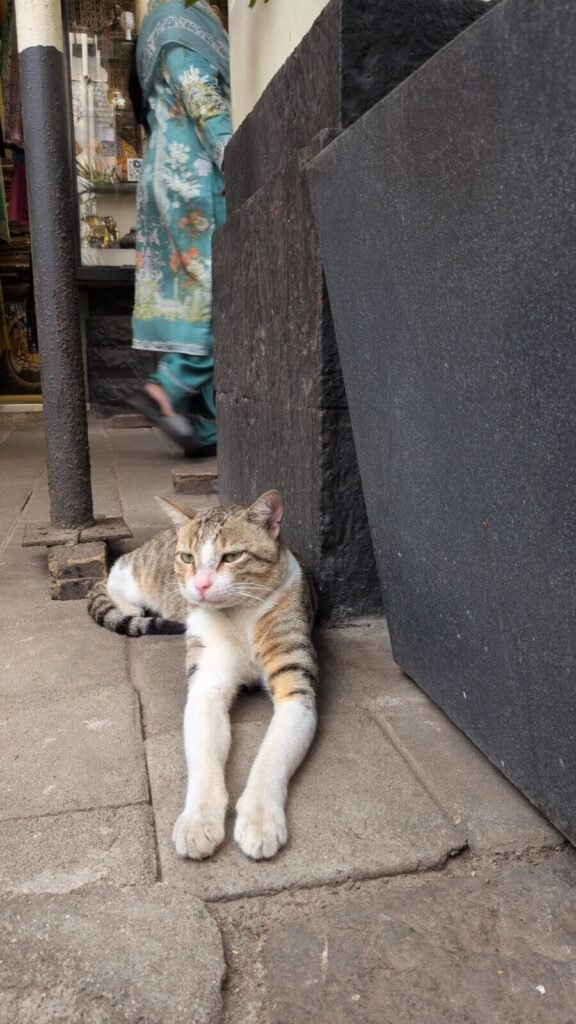 Cat resting outdoors, a pet that faces a different multiple-sting toxic-reaction risk if it disturbs a ground nest or hive