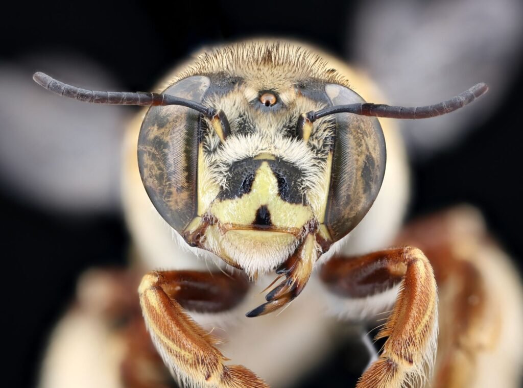 Face view of a Centris bee, a tropical oil-collecting bee genus related to Macropis
