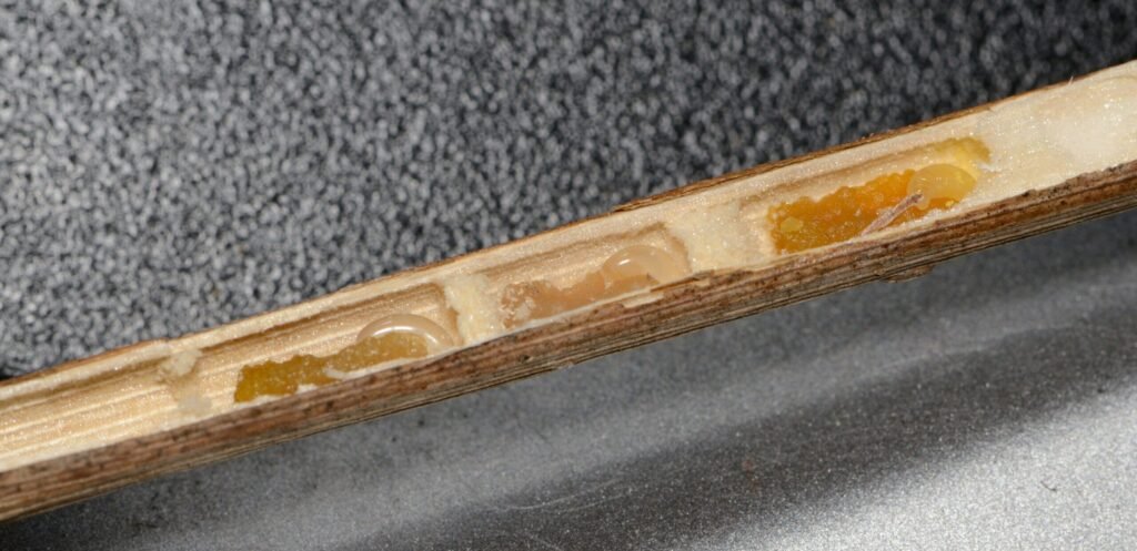 Cross-section of a small carpenter bee nest hollowed inside a dry fennel stem, showing three brood cells each provisioned with pollen bread and an egg or larva