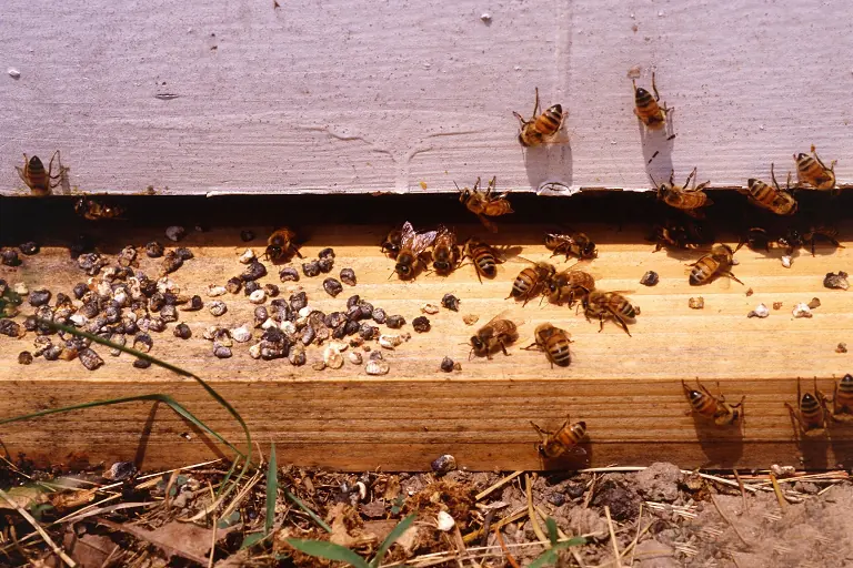 Hive landing board littered with white and gray chalkbrood mummies next to live worker bees at the entrance