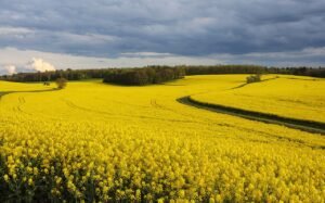 Champ de colza en fleur, culture qui bénéficie de la pollinisation à façon