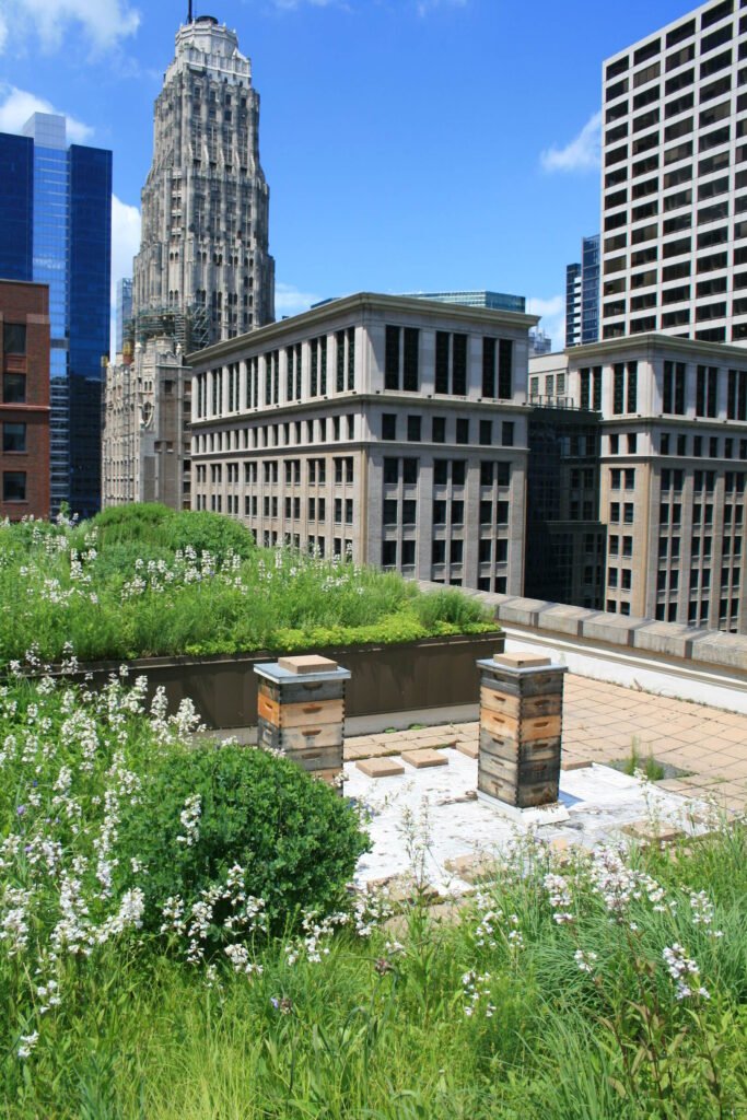 Two beehives on Chicago City Hall's green roof garden with the city skyline behind them