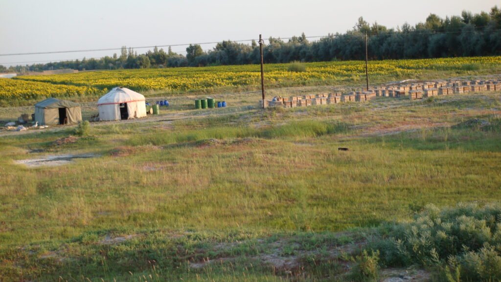 Rows of beehives at an apiary in Burqin County, Xinjiang, China, a region contributing to Asia's rapid colony growth
