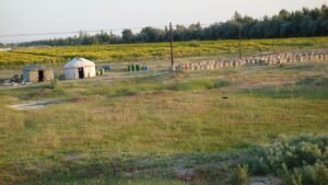 Beekeeping in Burqin County, Xinjiang, China