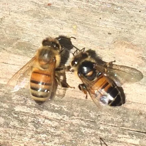 Two honey bees on hive wood, the one on the right starting to turn black and shiny from chronic bee paralysis virus