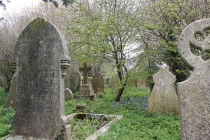 Old stone gravestones surrounded by unmown grass and trees in a churchyard managed as a wildlife meadow