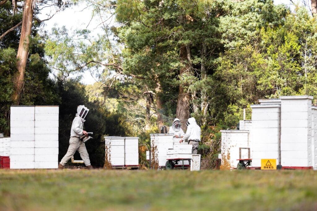 Commercial beekeeping operation with rows of hive stacks and a BEES warning sign