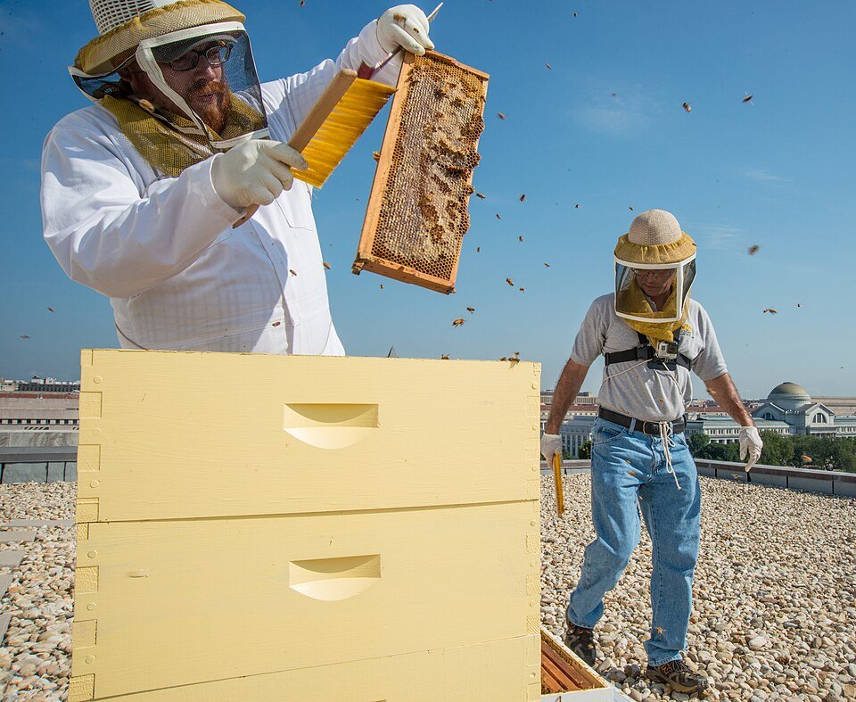 Commercial beekeeper in protective suit lifting a honeycomb frame from a Langstroth hive box during a colony inspection