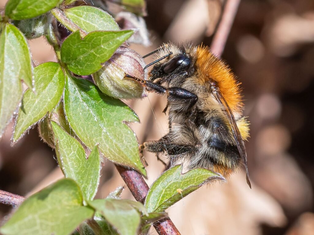 A common carder bee (Bombus pascuorum) in Central Europe, one of the wild bee species affected by shifting spring emergence timing