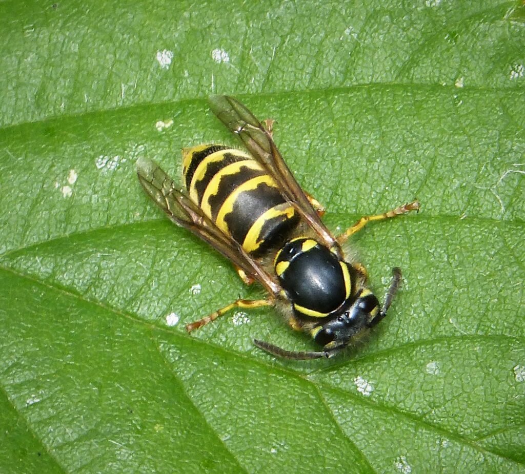 A common wasp worker, the territorial stinging insect most neighbor fear about bees is actually about