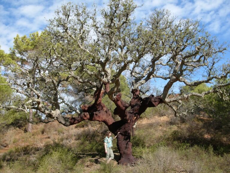 A cork oak tree in Portugal's Algarve region with bark harvested from its trunk, the same material used for traditional cortiço beehives