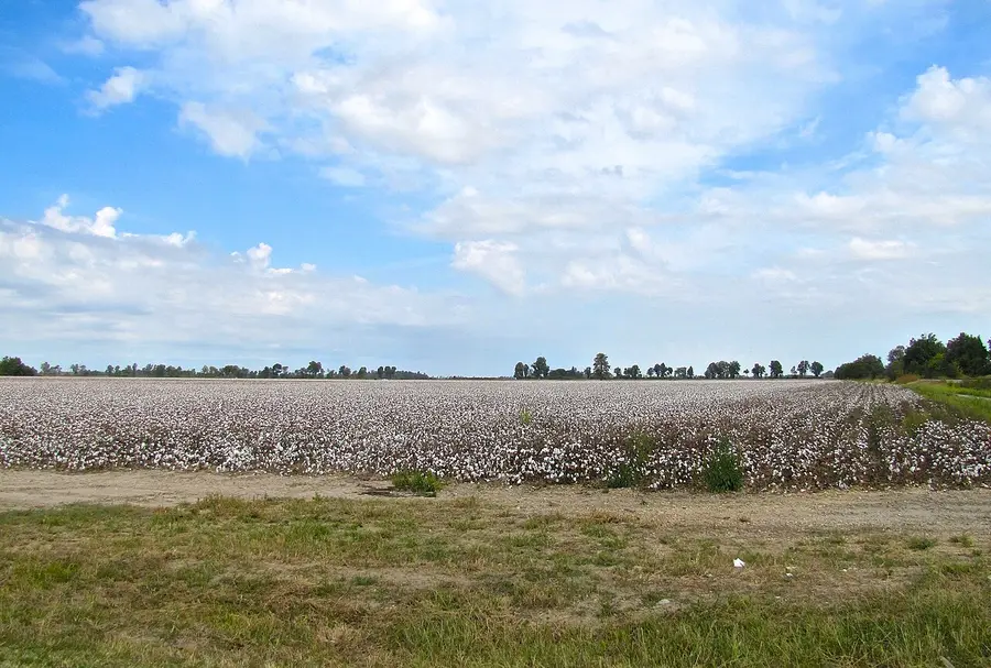 Rows of cotton plants in a flat field near Marston, New Madrid County, in the Missouri Bootheel