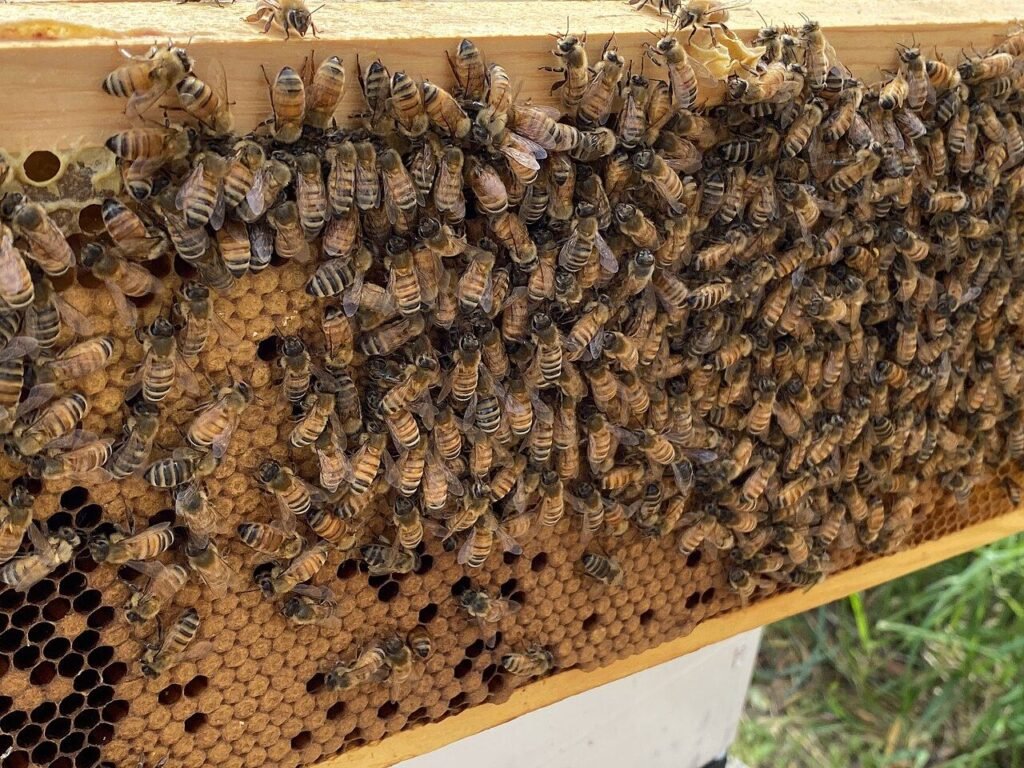 Abeilles sur un cadre de couvain operculé, signe de colonie en bonne santé