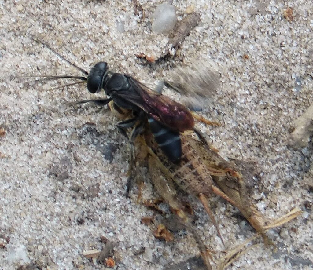 Crabronid wasp of the genus Liris, a predatory relative of the wasp lineage bees evolved from