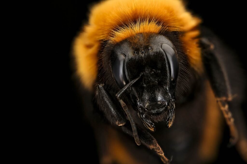 Close-up of Bombus dahlbomii, the endangered Patagonian giant bumblebee, photographed in Chile