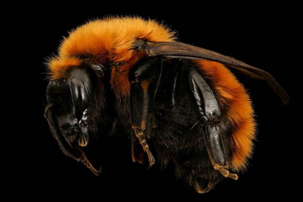 Side profile of Bombus dahlbomii showing its unusually large body size for a bumblebee