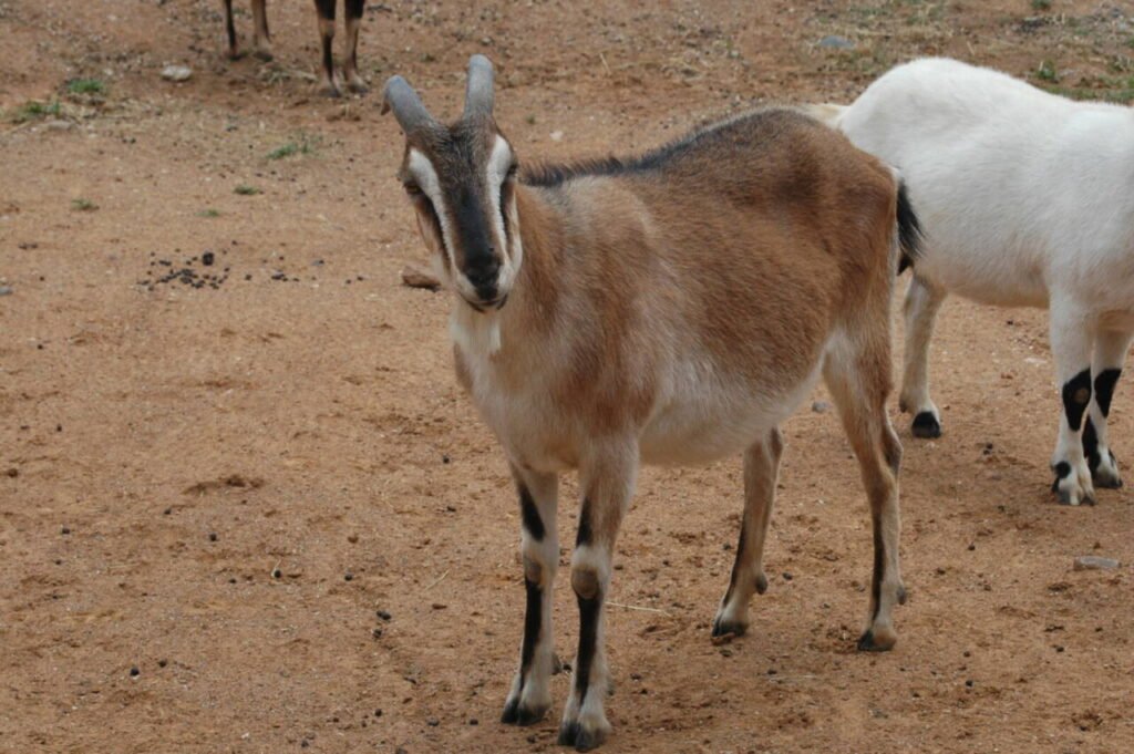 Dairy goat on a homestead, illustrating the twice-daily milking schedule bees avoid