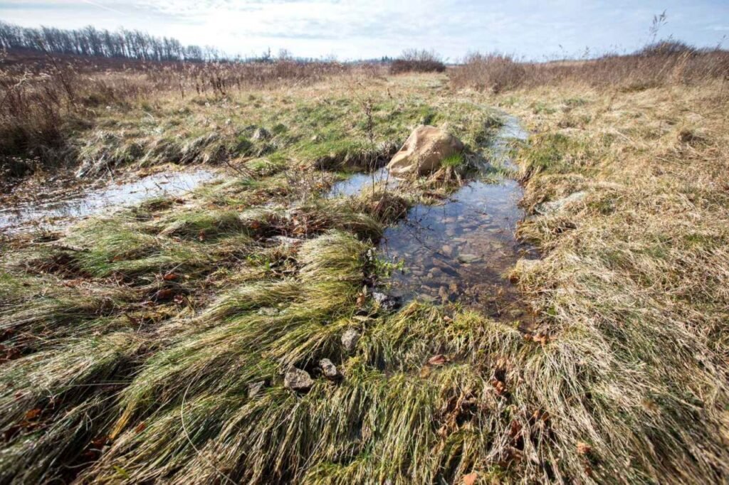 A damp meadow wetland habitat, the type of moist ground where Lysimachia and Macropis bees are typically found