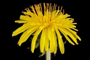 Close-up macro photograph of a single bright yellow dandelion flower head, the lawn plant at the center of the No Mow May movement