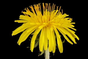Close-up macro photograph of a single bright yellow dandelion flower head, the lawn plant at the center of the No Mow May movement
