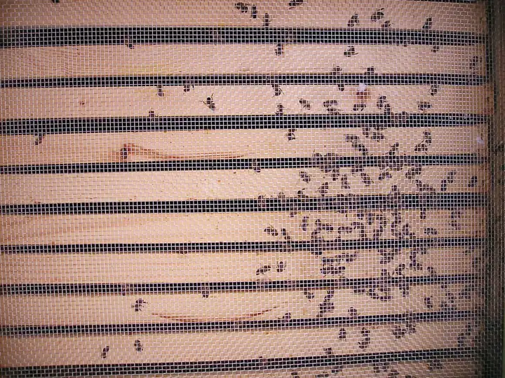 Dead honey bees lying on a hive's screened floor in December, seen from below through the wire mesh