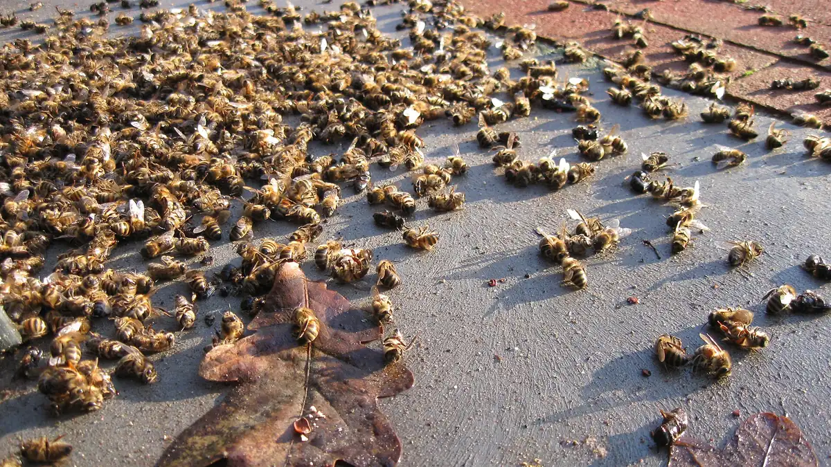 Hundreds of dead honey bees scattered across paving stones in front of a beehive on a sunny winter day