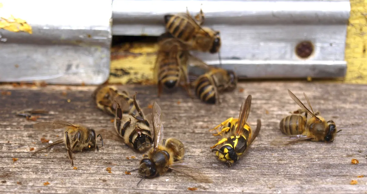 A dead yellowjacket among dead honey bees on a hive landing board in front of a metal entrance reducer