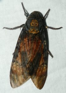 Death's-head hawkmoth resting on white fabric showing skull-shaped thorax marking