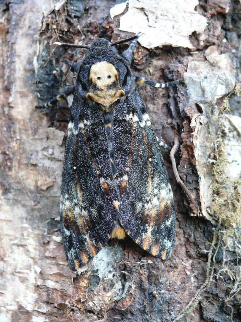 Death's-head hawkmoth at rest, showing the thick cuticle that helps it survive guard-bee stings