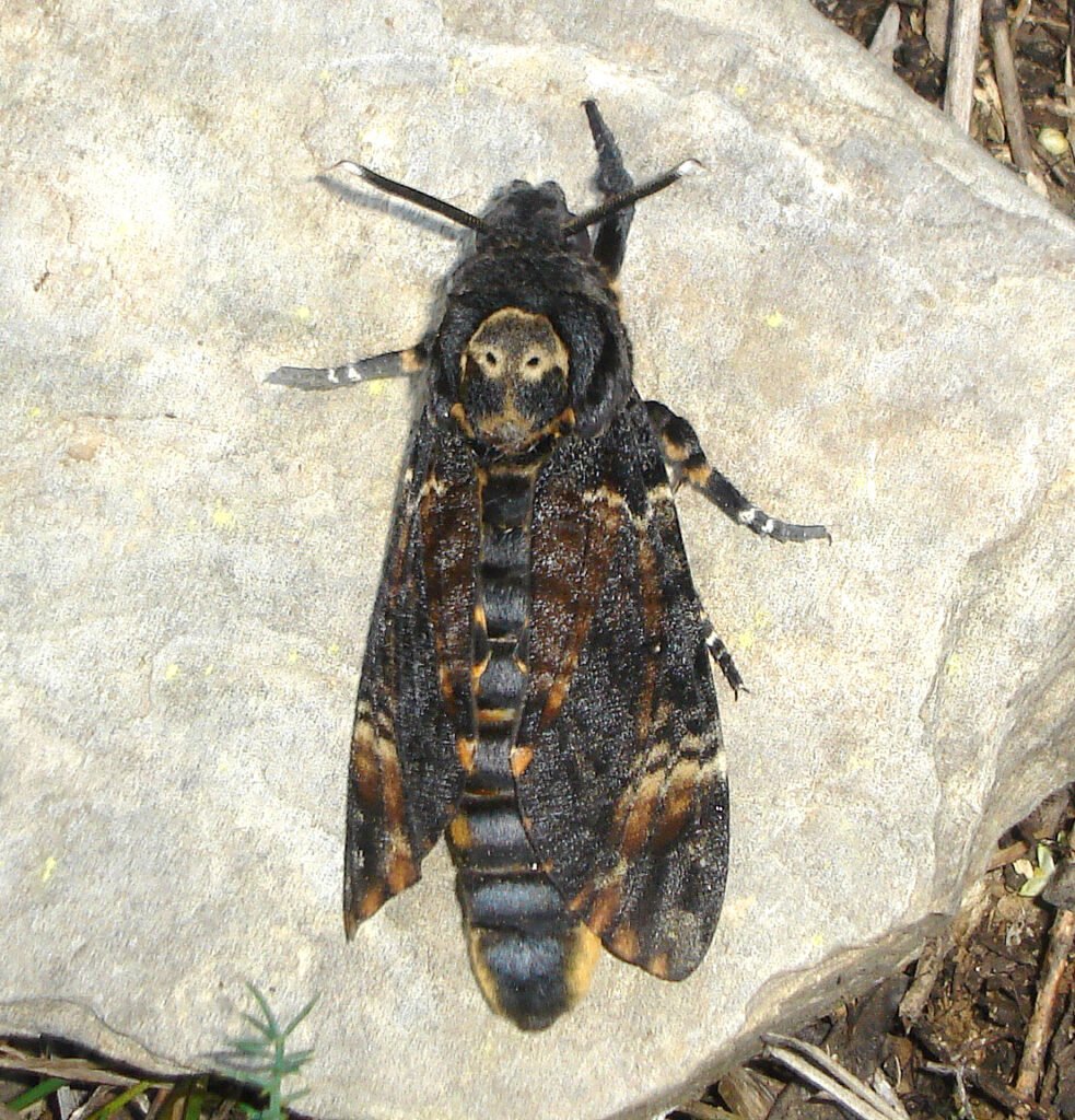 Newly emerged death's-head hawkmoth specimen photographed in Spain, within the moth's native range