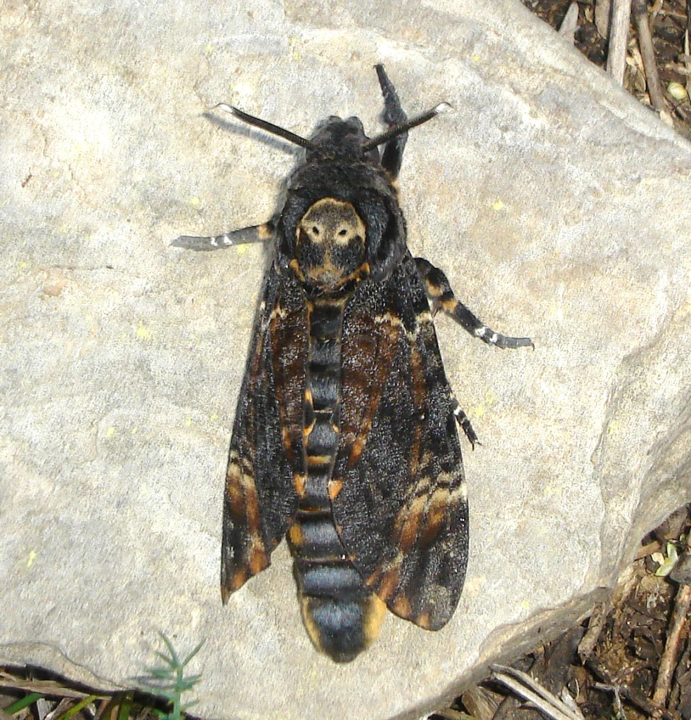 Newly emerged death's-head hawkmoth specimen photographed in Spain, within the moth's native range