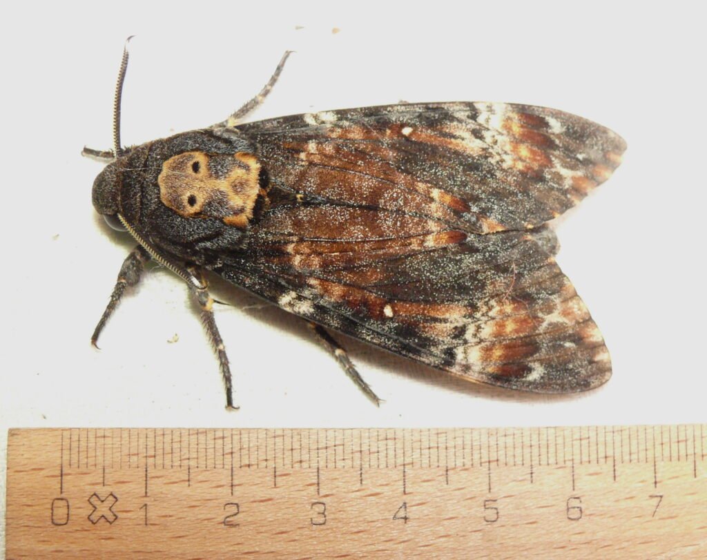 Adult death's-head hawkmoth (Acherontia atropos) with wings folded, showing the pale skull-shaped marking on its thorax