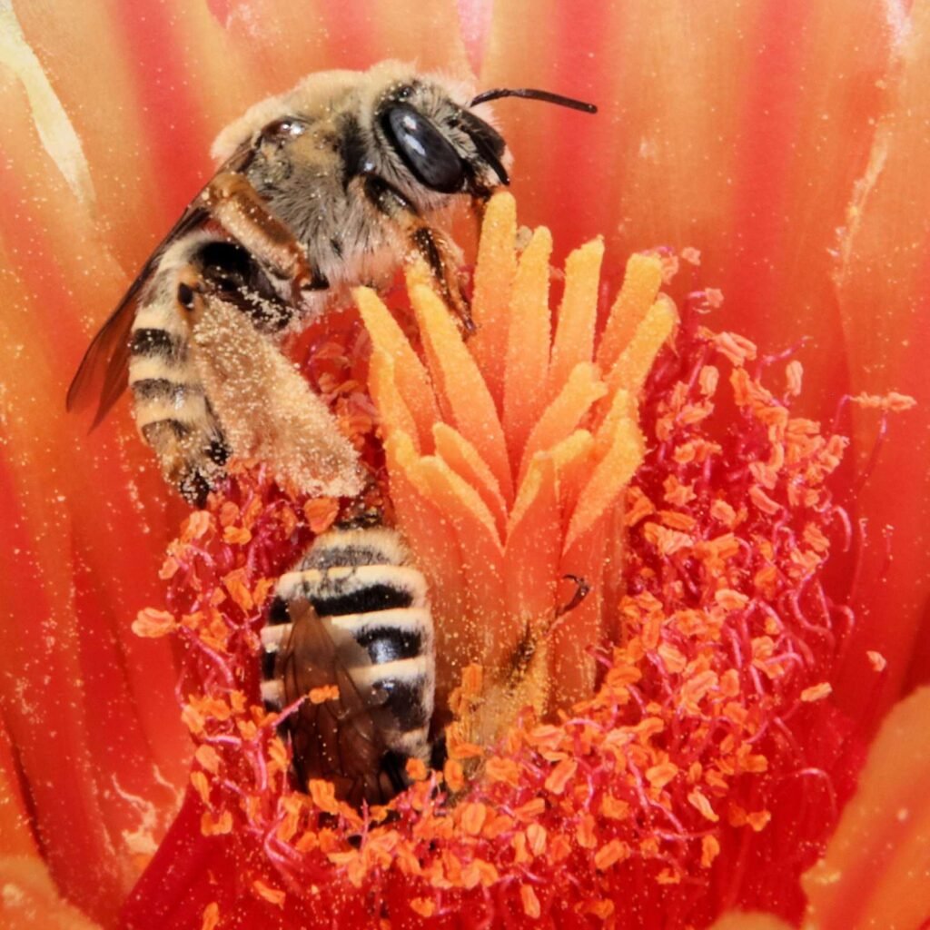 Diadasia australis, a related species within the same genus as cactus-specializing Diadasia bees