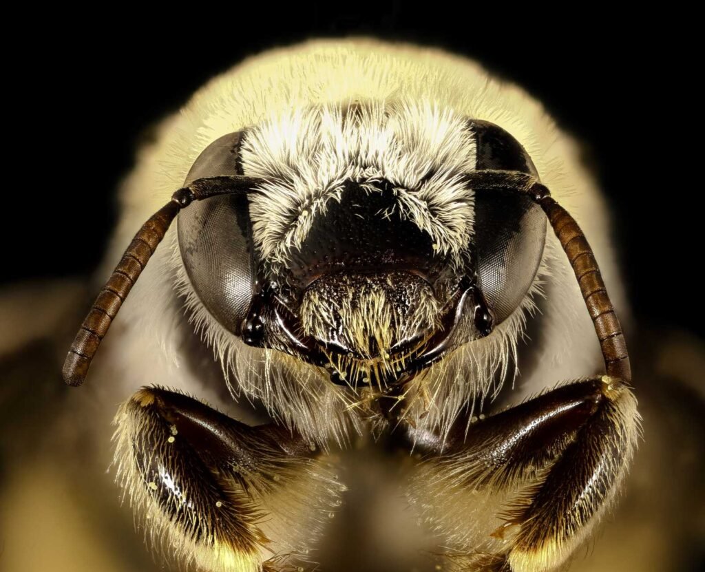 Face close-up of Diadasia rinconis, a cactus bee photographed in Pima County, Arizona