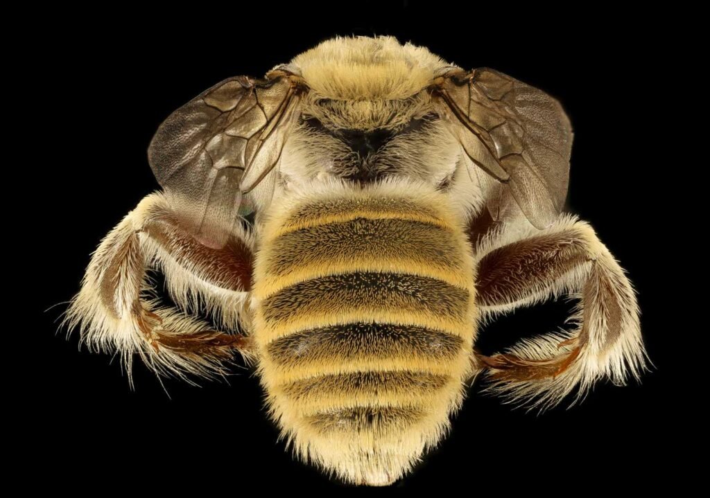 Dorsal view of a male Diadasia rinconis cactus bee photographed in Tucson, Arizona