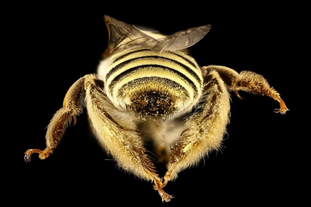 Rear view of Diadasia rinconis showing the dense hind-leg hair used to carry heavy cactus pollen loads