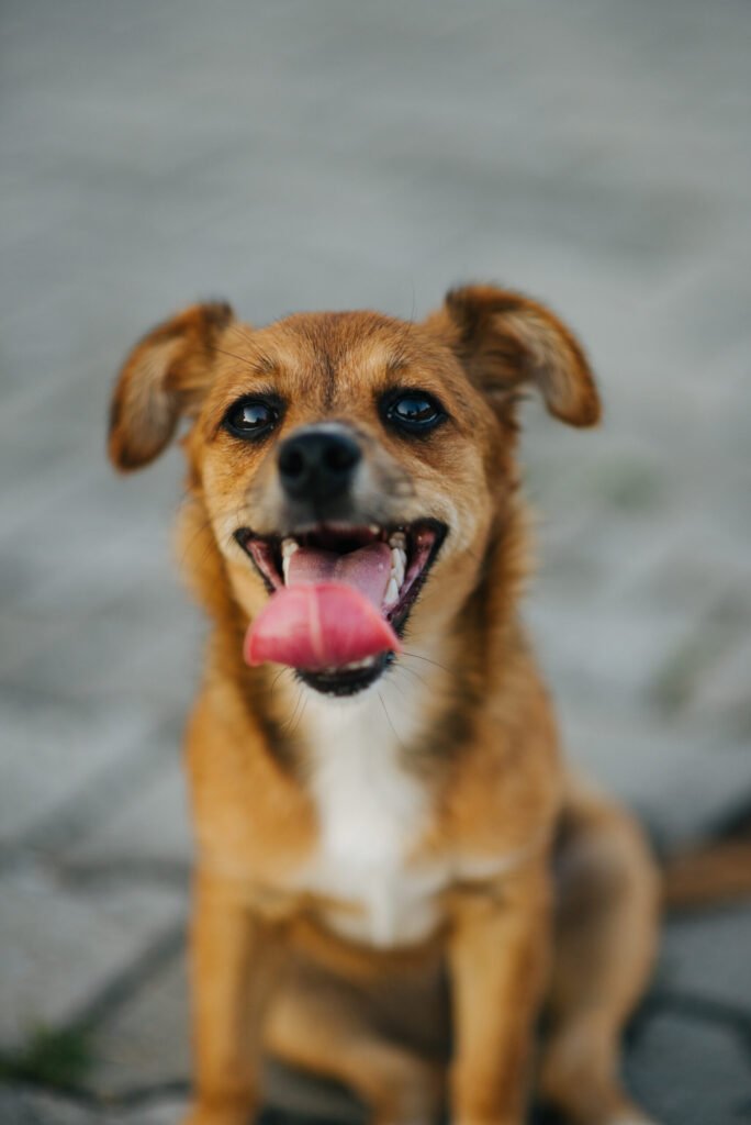 Brown dog outdoors in a garden setting, the kind of environment where a pet is most likely to be stung and needs monitoring for delayed allergic reactions