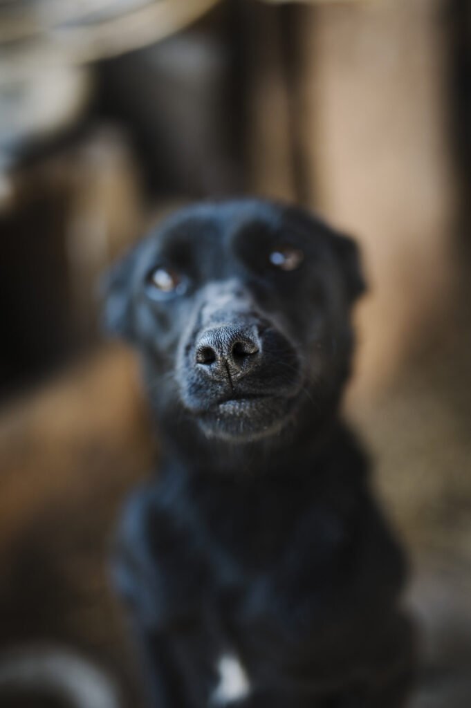 Black dog sitting calmly outdoors, a household pet at risk of a curious bee sting encounter near hives or flowering plants