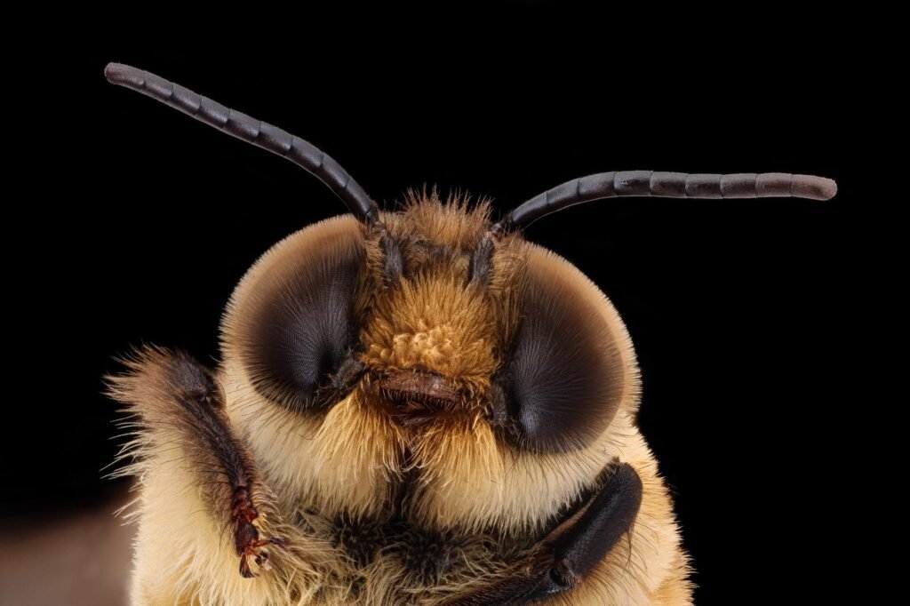 Close-up macro photo of a male honey bee drone, the subject of the EU novel food review