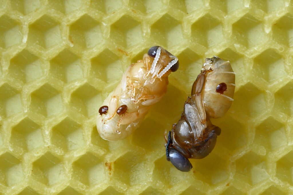 Two pale drone pupae lifted out onto drone foundation, each carrying several reddish varroa mites