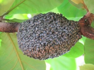 Apis florea dwarf honey bee nest built as a single exposed comb around a branch, the same nesting style used by the closely related Apis andreniformis