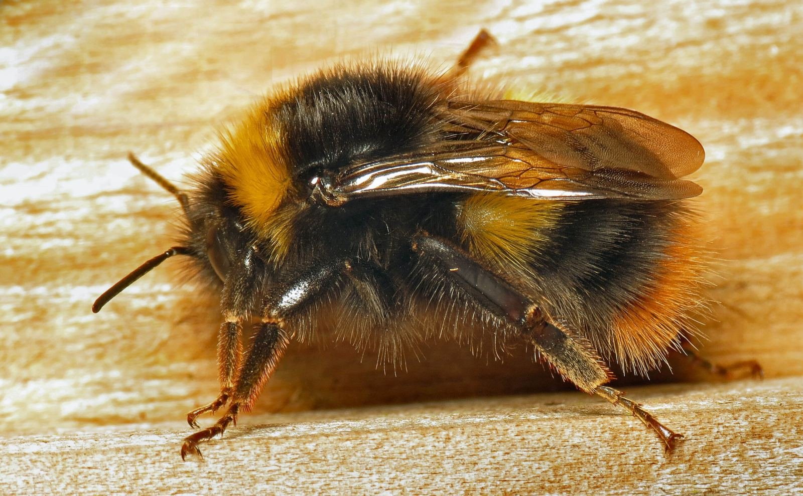 An early bumblebee queen (Bombus pratorum) basking in the sun after emerging in spring