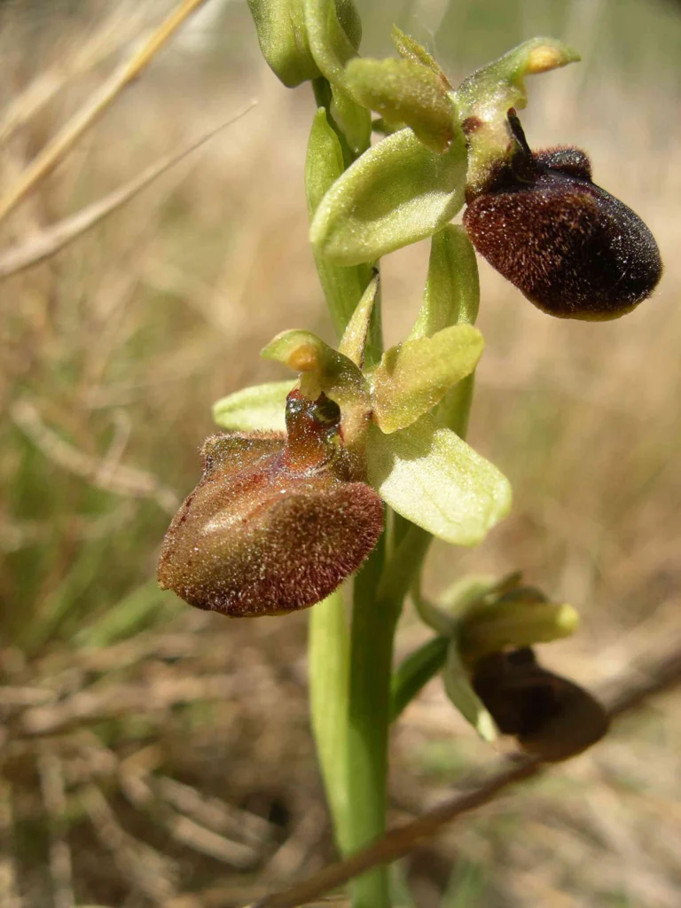 Ophrys sphegodes, the early spider orchid, a close relative of the bee orchid that uses the same pseudocopulation strategy with a different bee species