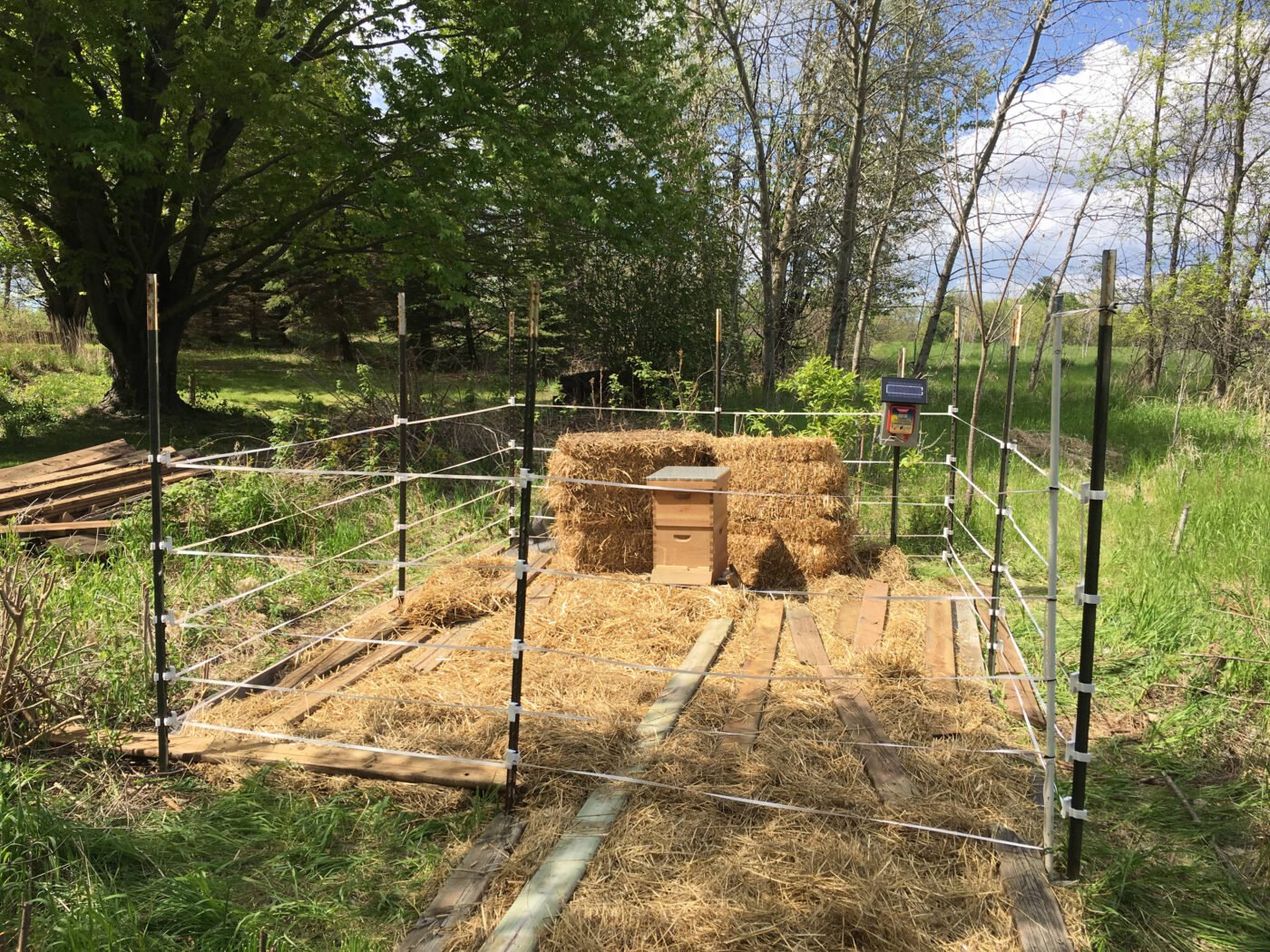 A beehive protected inside an electric fence enclosure in an apiary