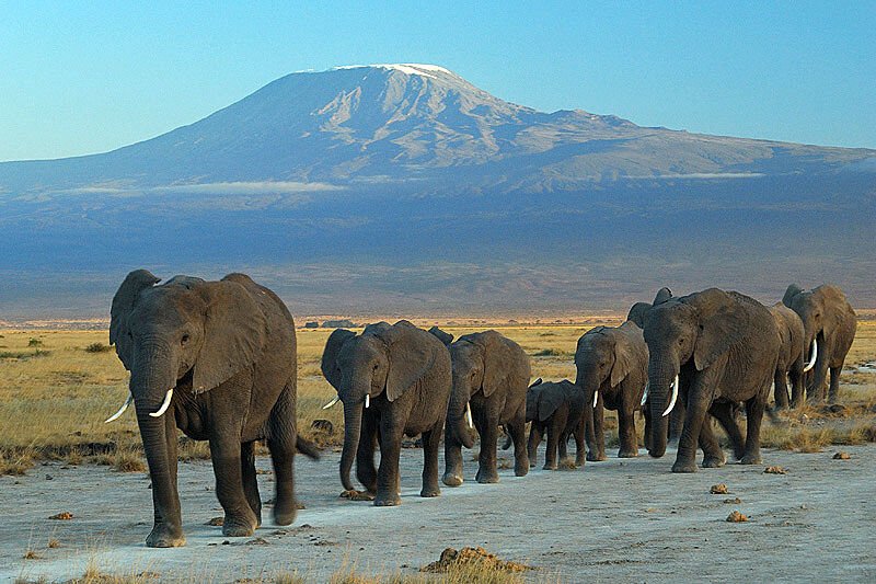 Elephants at Amboseli National Park in Kenya, near farmland where human-elephant conflict occurs