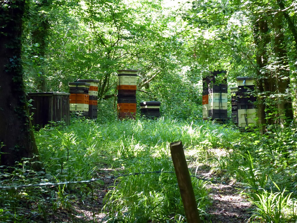 Beehives situated in an English woodland apiary in Sussex