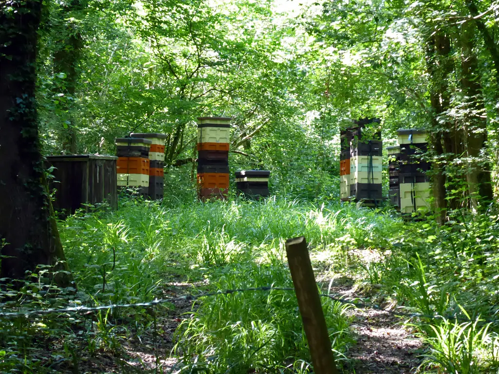 Beehives situated in an English woodland apiary in Sussex
