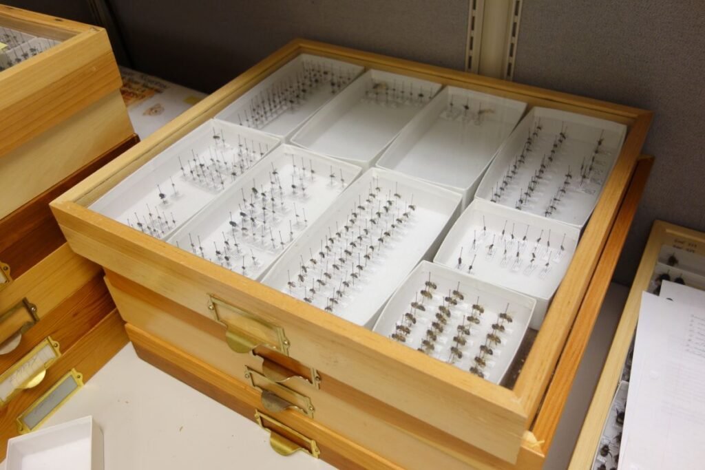 Museum drawer of pinned insect specimens used for entomology study, the kind of documentation Insect Study's observation requirement asks for