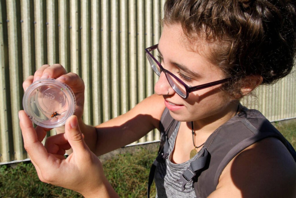 Entomology class student doing hands-on fieldwork with an insect specimen, the kind of coursework underlying formal apiculture study in the US