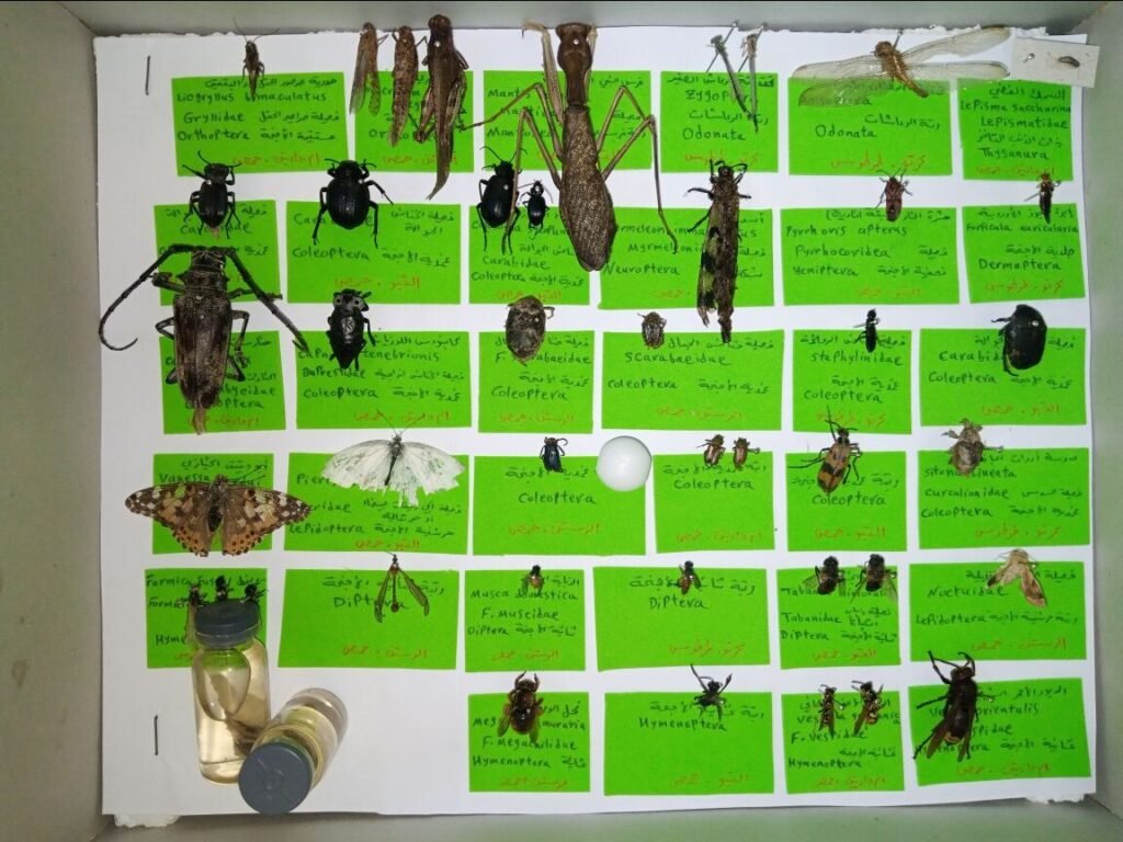 Wooden insect collection box with pinned specimens from an agricultural entomology course, representing the formal coursework path compared to hands-on mentorship